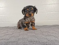 AMBER, a male Miniature Dachshund for sale in Nappanee, IN – Photo 2 of 2