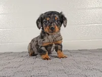 AMBER, a male Miniature Dachshund for sale in Nappanee, IN – Photo 1 of 2