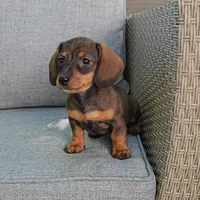 PIPER, a female Miniature Dachshund for sale in Nappanee, IN – 5 of 5