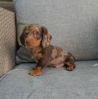 ELVIS, a male Miniature Dachshund for sale in Nappanee, IN – 5 of 5