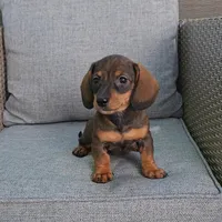 PIPER, a female Miniature Dachshund for sale in Nappanee, IN – 2 of 5