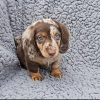 LUCA, a male Miniature Dachshund for sale in Nappanee, IN – 3 of 3