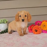 GOLDIE, a female Miniature Dachshund for sale in Nappanee, IN – 3 of 4
