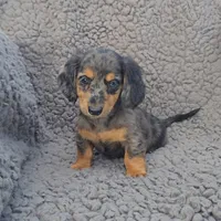 JANIE, a female Miniature Dachshund for sale in Nappanee, IN – 5 of 5