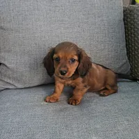 MIA, a female Miniature Dachshund for sale in Nappanee, IN – 2 of 4