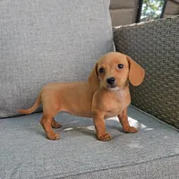 PARIS, a female Miniature Dachshund for sale in Nappanee, IN – 2 of 4