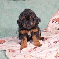 MILES, a male Aussiedoodle for sale in Nappanee, IN – 3 of 3