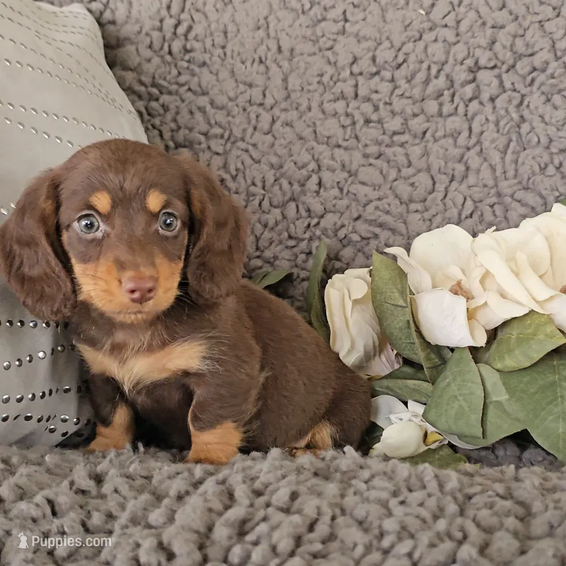 ROCKY – Miniature Dachshund puppy for sale in Nappanee, IN