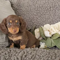 ROCKY, a male Miniature Dachshund for sale in Nappanee, IN – 1 of 5