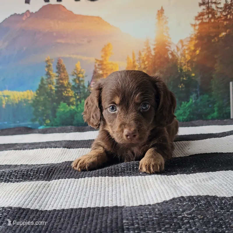 JIMMY – Miniature Dachshund puppy for sale in Nappanee, IN