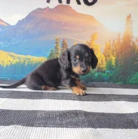 RUDY, a male Miniature Dachshund for sale in Nappanee, IN – 2 of 4
