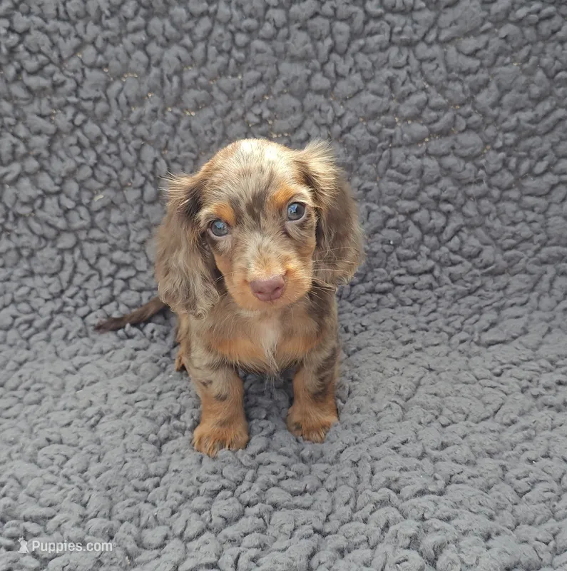 JASPER – Miniature Dachshund puppy for sale in Nappanee, IN
