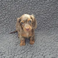 JASPER, a male Miniature Dachshund for sale in Nappanee, IN – 1 of 4