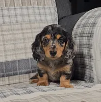 MACKENNA, a female Miniature Dachshund for sale in Nappanee, IN – 1 of 4