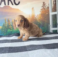 TEDDY, a male Miniature Dachshund for sale in Nappanee, IN – 2 of 3