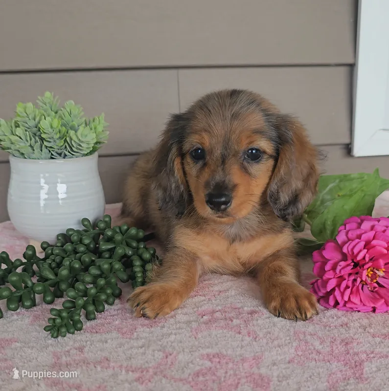 SOPHIE – Miniature Dachshund puppy for sale in Nappanee, IN