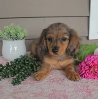 SOPHIE, a female Miniature Dachshund for sale in Nappanee, IN – 1 of 5