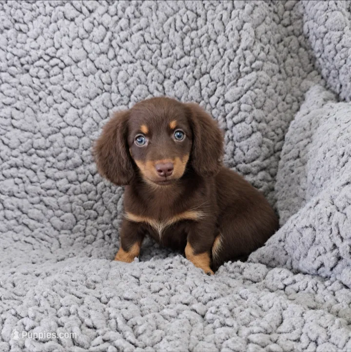 LACEY – Miniature Dachshund puppy for sale in Nappanee, IN