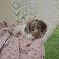 CANYON, a male Miniature Dachshund for sale in Nappanee, IN – 5 of 5