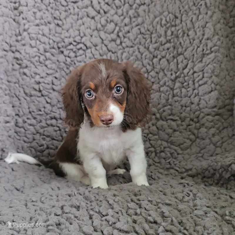 SPARKY – Miniature Dachshund puppy for sale in Nappanee, IN
