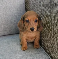 MERFY, a male Miniature Dachshund for sale in Nappanee, IN – 4 of 6