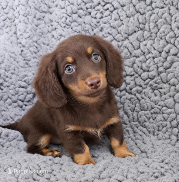 LACEY – Miniature Dachshund puppy for sale in Nappanee, IN