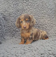 JASMINE , a female Miniature Dachshund for sale in Nappanee, IN – 3 of 3