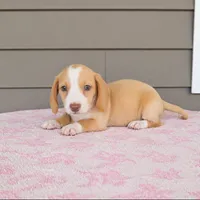 PAIGE , a female Miniature Dachshund for sale in Nappanee, IN – 2 of 3
