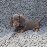JACE, a male Miniature Dachshund for sale in Nappanee, IN – 2 of 2
