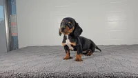 ACE, a male Miniature Dachshund for sale in Nappanee, IN – Photo 3 of 4