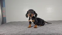 ACE, a male Miniature Dachshund for sale in Nappanee, IN – Photo 2 of 4