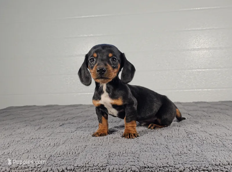 ACE – Miniature Dachshund puppy for sale in Nappanee, IN