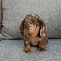 ZEKE, a male Miniature Dachshund for sale in Nappanee, IN – 3 of 5