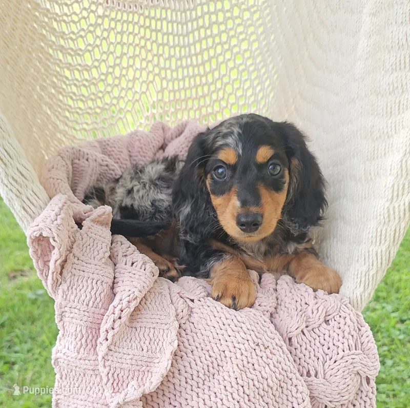 COCOA – Miniature Dachshund puppy for sale in Nappanee, IN