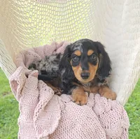 COCOA, a male Miniature Dachshund for sale in Nappanee, IN – 1 of 3