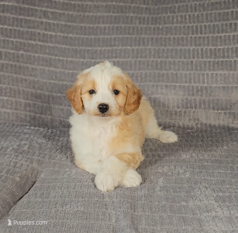 MINDY – Aussiedoodle puppy for sale in Nappanee, IN