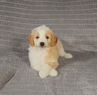 MINDY, a female Aussiedoodle for sale in Nappanee, IN – 1 of 6