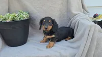 JULIE, a female Miniature Dachshund for sale in Nappanee, IN – 2 of 2