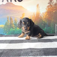 SILAS, a male Miniature Dachshund for sale in Nappanee, IN – 2 of 5
