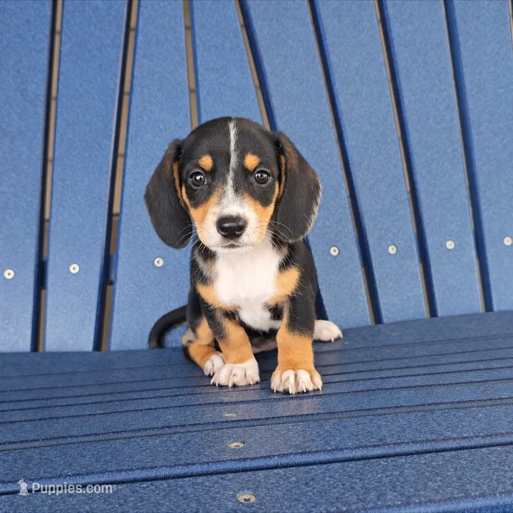 SASHA – Miniature Dachshund puppy for sale in Nappanee, IN