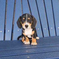 SASHA, a female Miniature Dachshund for sale in Nappanee, IN – 1 of 3