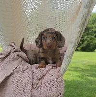 DIXIE, a female Miniature Dachshund for sale in Nappanee, IN – 3 of 5