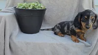 JADE, a female Miniature Dachshund for sale in Nappanee, IN – 2 of 2