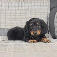 MILO, a male Miniature Dachshund for sale in Nappanee, IN – 3 of 4