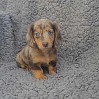 JASPER , a male Miniature Dachshund for sale in Nappanee, IN – 2 of 4