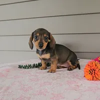 PENNY, a female Miniature Dachshund for sale in Nappanee, IN – 2 of 3
