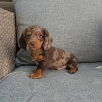 ELVIS, a male Miniature Dachshund for sale in Nappanee, IN – 2 of 5