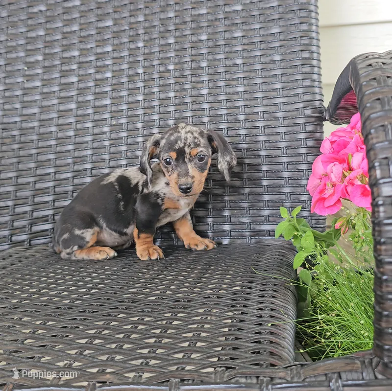 HAZEL – Miniature Dachshund puppy for sale in Nappanee, IN