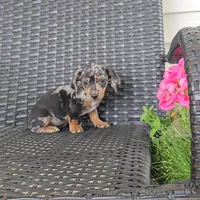 HAZEL, a female Miniature Dachshund for sale in Nappanee, IN – 1 of 3