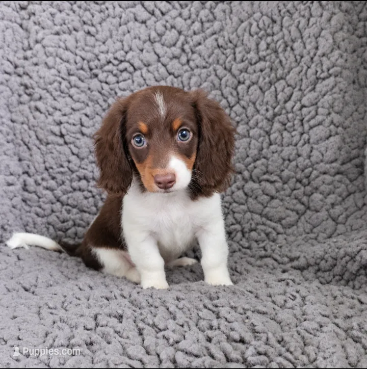SPARKY – Miniature Dachshund puppy for sale in Nappanee, IN